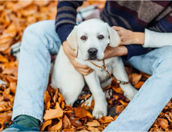 Lifelong Pet Care: A Parenting Guide