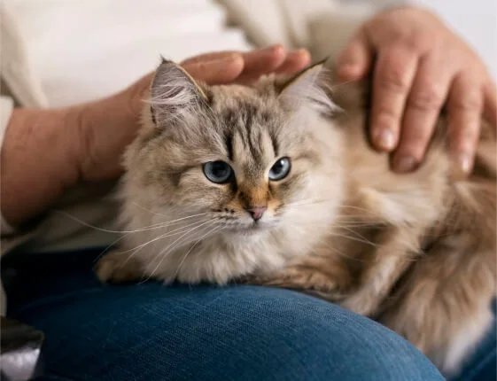 Pet Grooming, Hygiene & Care Tips